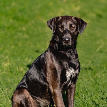 Собаки в добрые руки - Шоколадка