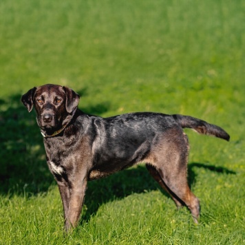 Собаки в добрые руки - Шоколадка - 1