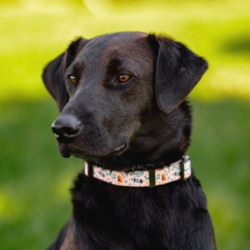 Собаки в добрые руки - Шоколадка - 2