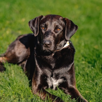 Собаки в добрые руки - Шоколадка - 3