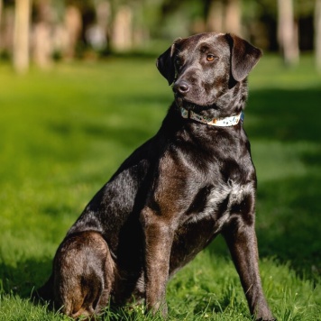 Собаки в добрые руки - Шоколадка - 4