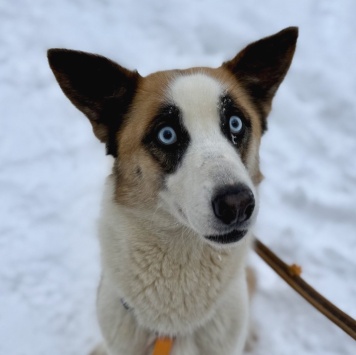 Собаки в добрые руки - Мицу