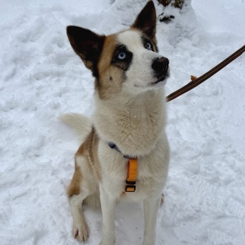 Собаки в добрые руки - Мицу - 1