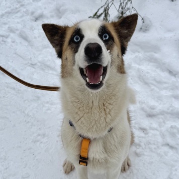 Собаки в добрые руки - Мицу - 2