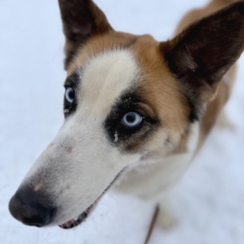 Собаки в добрые руки - Мицу - 3