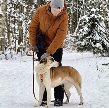 Собаки в добрые руки - Мицу - 4