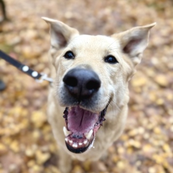 Собаки в добрые руки - Барин