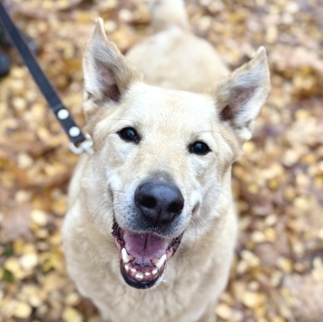 Собаки в добрые руки - Барин - 1