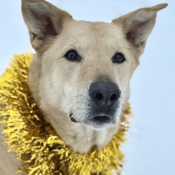 Собаки в добрые руки - Барин - 2