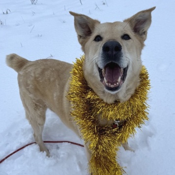 Собаки в добрые руки - Барин - 3