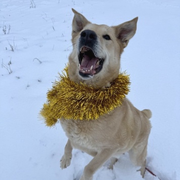 Собаки в добрые руки - Барин - 4