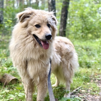 Собаки в добрые руки - Крафт - 1