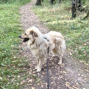 Собаки в добрые руки - Крафт - 2