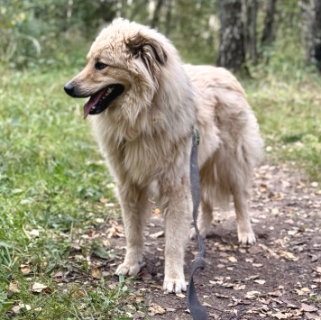 Собаки в добрые руки - Крафт - 3