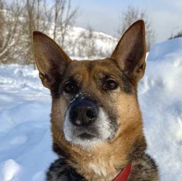 Собаки в добрые руки - Боба