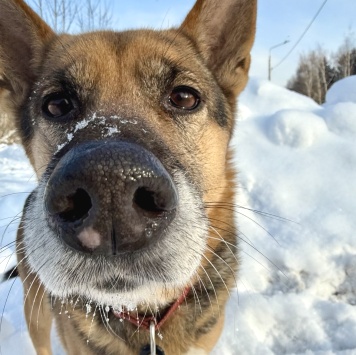 Собаки в добрые руки - Боба - 1