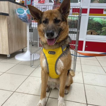 Собаки в добрые руки - Боба - 2