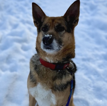 Собаки в добрые руки - Боба - 3