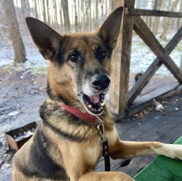 Собаки в добрые руки - Боба - 4