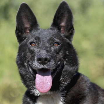 Собаки в добрые руки - Прима