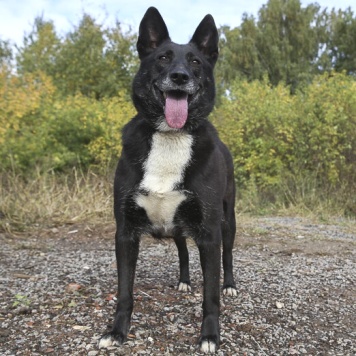 Собаки в добрые руки - Прима - 1