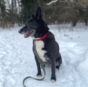 Собаки в добрые руки - Прима - 3