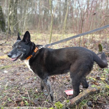 Собаки в добрые руки - Прима - 4