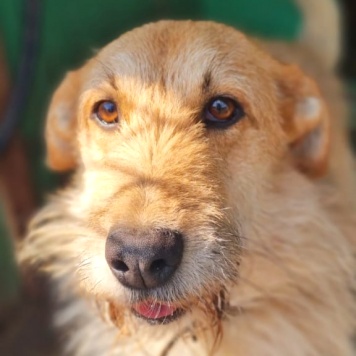 Собаки в добрые руки - Шурик