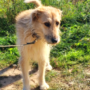 Собаки в добрые руки - Шурик - 1