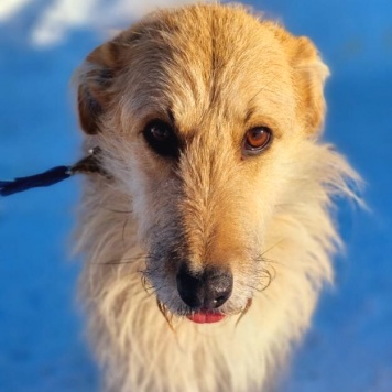 Собаки в добрые руки - Шурик - 2