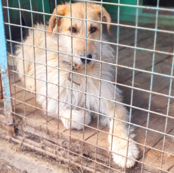 Собаки в добрые руки - Шурик - 4