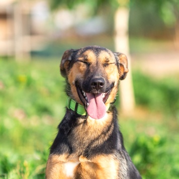 Собаки в добрые руки - Ива - 1