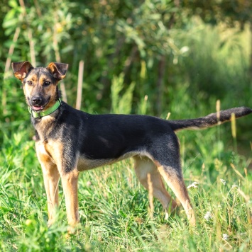 Собаки в добрые руки - Ива - 3