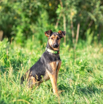 Собаки в добрые руки - Ива - 4