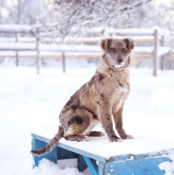 Мисти - Собаки в добрые руки