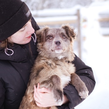 Собаки в добрые руки - Мисти - 1