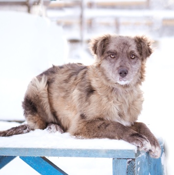 Собаки в добрые руки - Мисти - 2