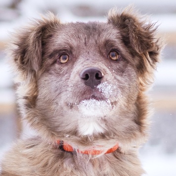 Собаки в добрые руки - Мисти - 3