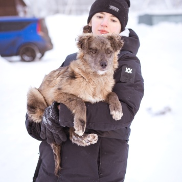 Собаки в добрые руки - Мисти - 4