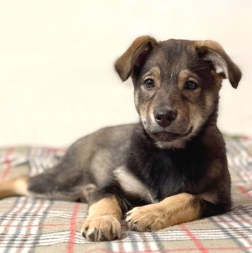 Мартин - Собаки в добрые руки