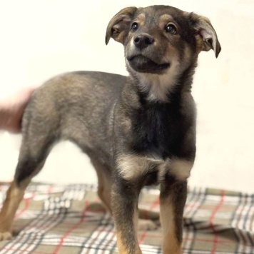 Собаки в добрые руки - Мартин - 1