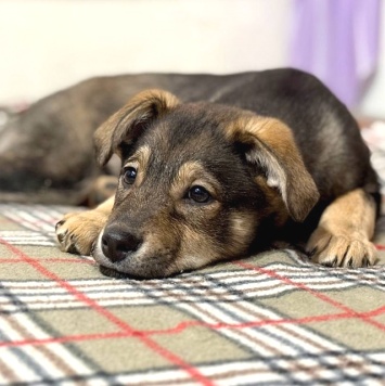 Собаки в добрые руки - Мартин - 2