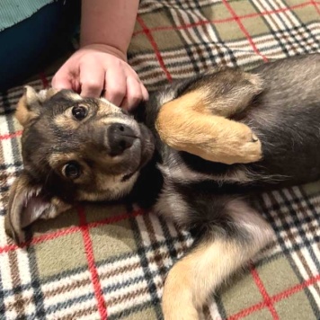 Собаки в добрые руки - Мартин - 3