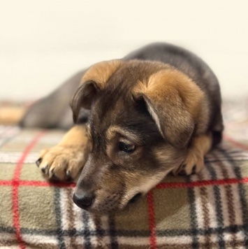 Собаки в добрые руки - Мартин - 4