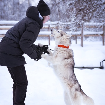 Собаки в добрые руки - Арья - 2