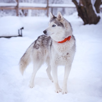 Собаки в добрые руки - Арья - 3