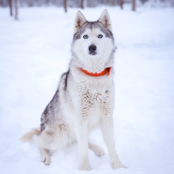 Собаки в добрые руки - Арья - 4
