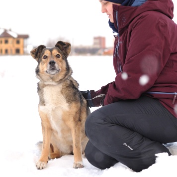 Собаки в добрые руки - Муля