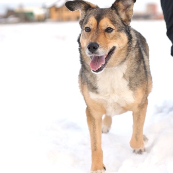 Собаки в добрые руки - Муля - 1