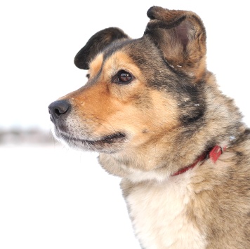 Собаки в добрые руки - Муля - 2